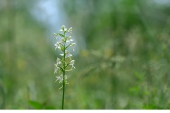 Grönvit nattviol ( Platanthera chlorantha)