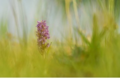 Ängsnycklar (Dactylorhiza incarnata)