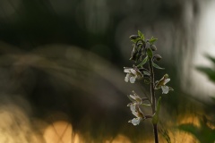 Kärrknipprot (Epipactus palustris)