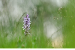 Jungfru Marie nycklar (Dactylorhiza maculata)