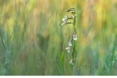 Kärrknipprot (Epipactus palustris)