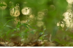 Skogsknipprot (Epipactis helleborine)