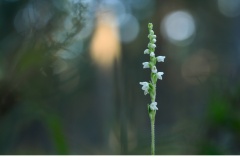 Knärot (Goodyera repens)