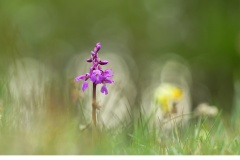 Sankt Pers nycklar (Orchis mascula)