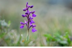 Göknycklar (Anacamptis morio)