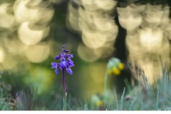 Sankt Pers nycklar (Orchis mascula)