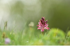 Adam och Eva (Dactylorhiza sambucina)