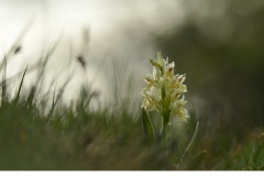 Adam och Eva (Dactylorhiza sambucina)