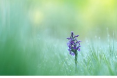 Majnycklar (Dactylorhiza majalis)