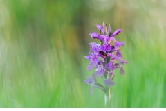 Majnycklar (Dactylorhiza majalis)