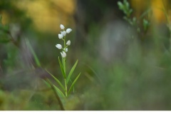 Vit skogslilja (Cephalanthera longifolia)