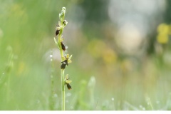 Flugblomster (Ophrys insectifera)