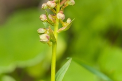 Grönyxne (Coeloglossum viride)