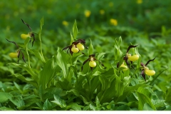 Guckusko (Cypripedium calceolus)