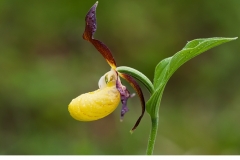 Guckusko (Cypripedium calceolus)