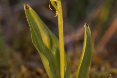 Gulyxne (Liparis loeselii)