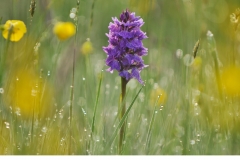 Jungfru Marie nycklar (Dactylorhiza maculata)