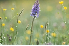 Jungfru Marie nycklar (Dactylorhiza maculata)