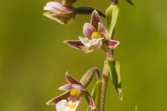 Kärrknipprot (Epipactus palustris)