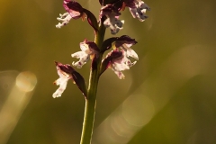 Krutbrännare (Neotinea ustulata)