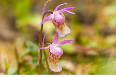 Norna (Calypso bulbosa)