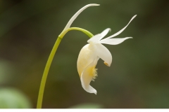 Norna (Calypso bulbosa)