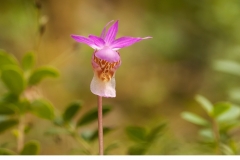 Norna (Calypso bulbosa)