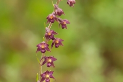 Purpurknipprot (Epipactis atrorubens)