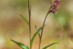 Purpurknipprot (Epipactis atrorubens)