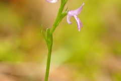 Rosensporre (Neottianthe cucullata) Polen