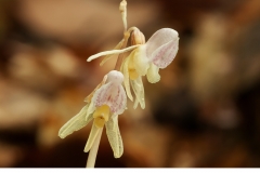 Skogsfru (Epipogium aphyllum)