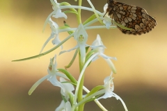 Skogsnattviol (Platanthera bifolia ssp. latiflora)