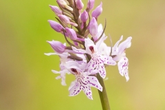 Skogsnycklar (Dactylorhiza fuchsii)