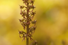 Spindelblomster (Listera cordata)