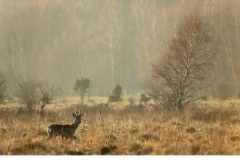 Råbock (Capreolus capreolus)