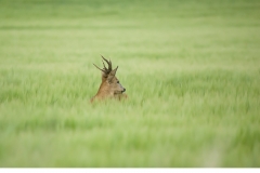 Råbock (Capreolus capreolus)