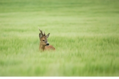 Råbock (Capreolus capreolus)