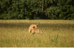 Rådjur (Capreolus capreolus)