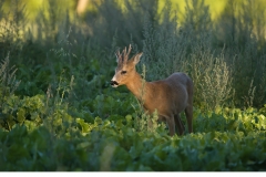 Råbock (Capreolus capreolus)