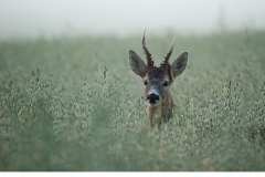 Råbock (Capreolus capreolus)