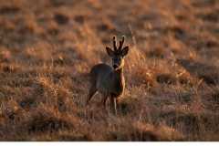 Råbock (Capreolus capreolus)