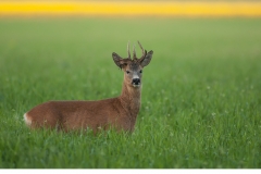 Råbock (Capreolus capreolus)