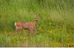 Råget  kid(Capreolus capreolus)