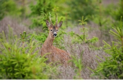 Råbock (Capreolus capreolus)