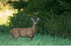 Råbock (Capreolus capreolus)