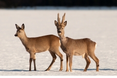 Rådjur (Capreolus capreolus)