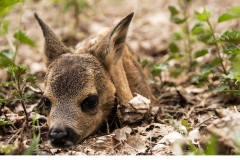 Kid (Capreolus capreolus)