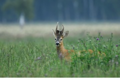 Råbock (Capreolus capreolus)