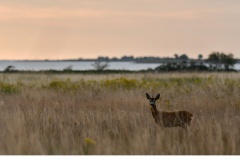 Råbock (Capreolus capreolus)