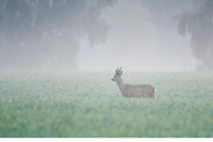 Råbock (Capreolus capreolus)